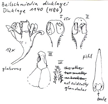 Vorschaubild Tylostemon dinklagei Engl.